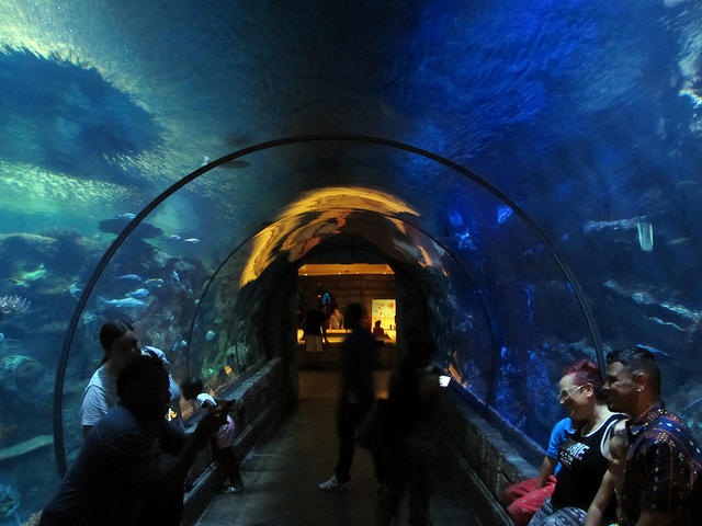 Reef Shark Aquarium Las Vegas